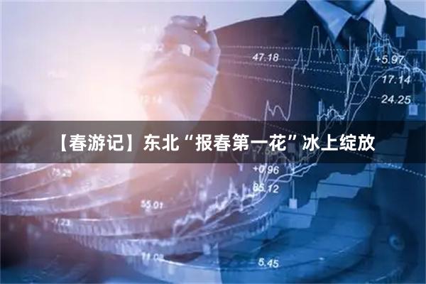 【春游记】东北“报春第一花”冰上绽放
